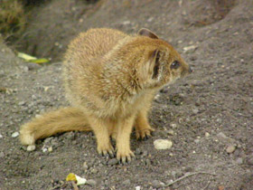 Фото Yellow mongoose