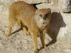Фото Yellow mongoose