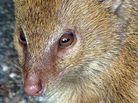 Фото Common Slender mongoose