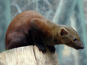 Фото Ring-tailed mongoose