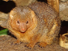 Фото Common dwarf mongoose