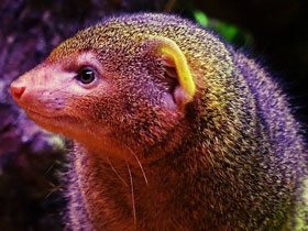 Фото Common dwarf mongoose