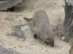 Фото Banded mongoose