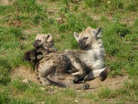 Фото Spotted hyena