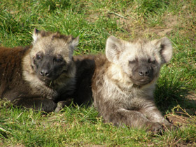 Фото Spotted hyena