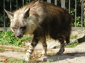 Фото Brown hyena