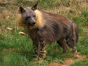 Фото Brown hyena