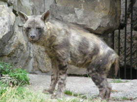 Фото Striped hyena