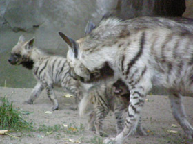 Фото Striped hyena