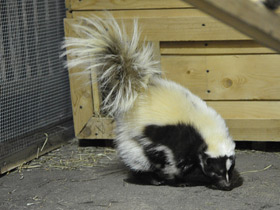 Фото Striped skunk