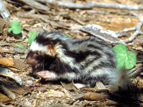 Фото Pygmy spotted skunk