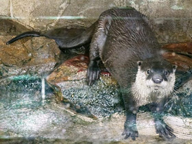Фото Cape Clawless Otter