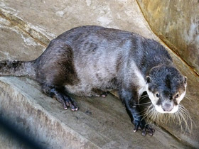 Фото Cape Clawless Otter