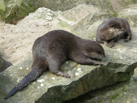 Фото Oriental small-clawed otter