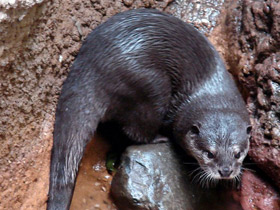 Фото Oriental small-clawed otter