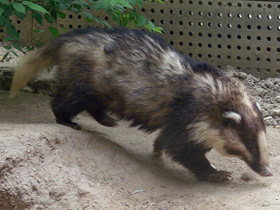 Фото Greater hog badger