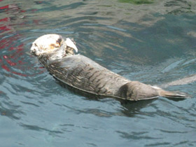 Фото Sea otter
