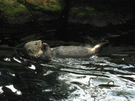 Фото Sea otter