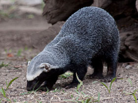 Фото Greater grison