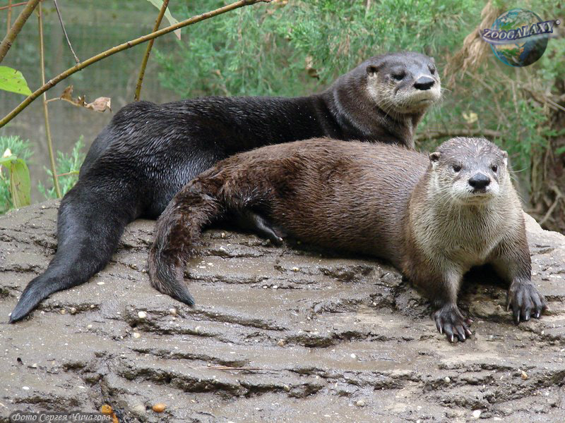 Datos de Nutria de río de américa del norte, dieta, hábitat e imágenes en