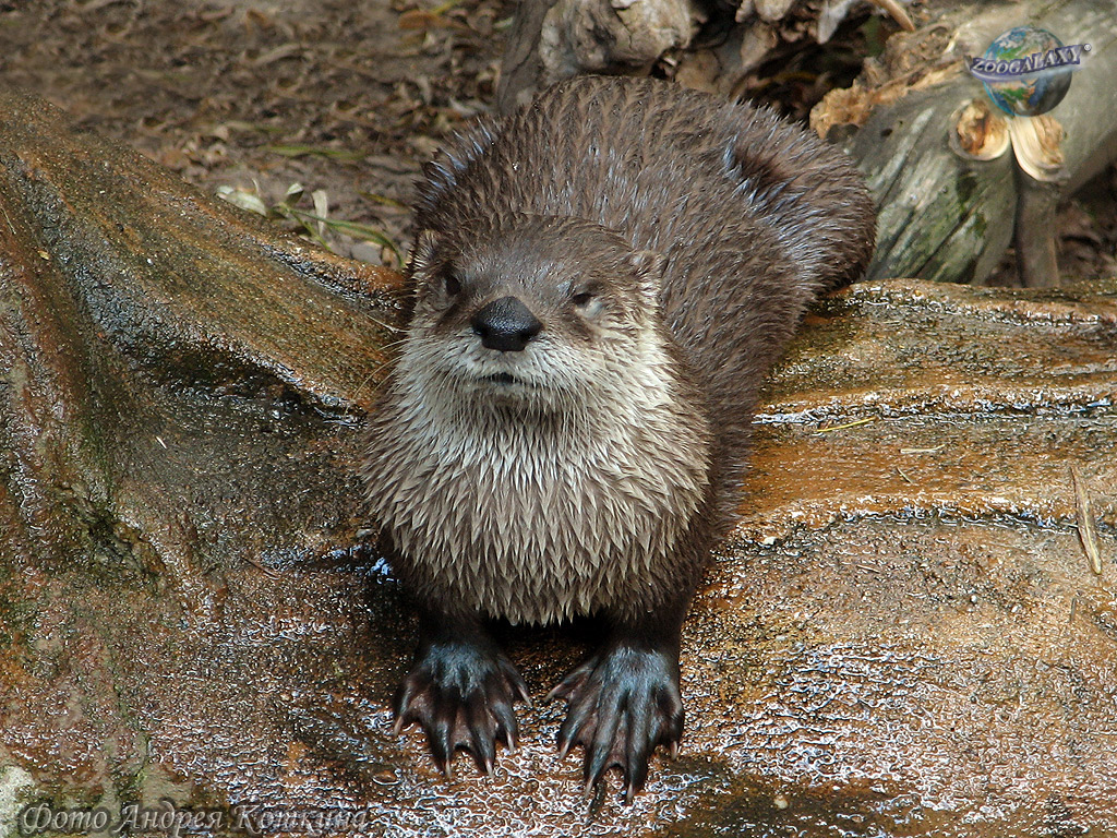 Datos de Nutria de río de américa del norte, dieta, hábitat e imágenes en