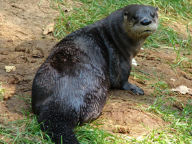 Фото North American river otter