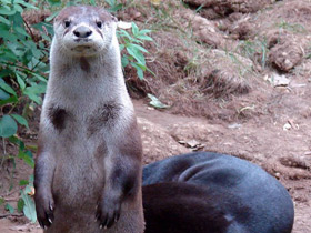 Фото North American river otter