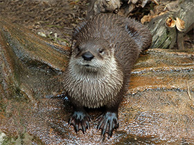 Фото North American river otter