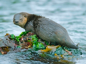 Фото Marine otter