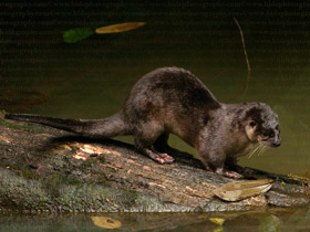 Фото Neotropical otter