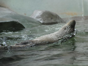 Фото European otter