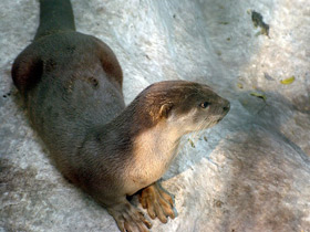 Фото Smooth-coated otter
