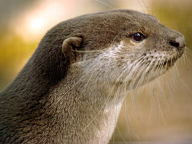 Фото Smooth-coated otter