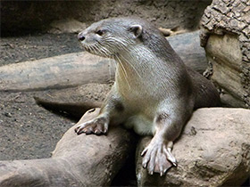Фото Smooth-coated otter
