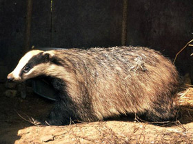 Фото European badger