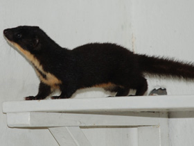 Фото Colombian weasel