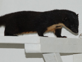 Фото Colombian weasel