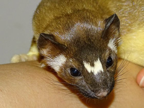Фото Long-tailed weasel