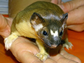 Фото Long-tailed weasel