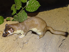 Фото Long-tailed weasel