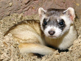 Фото Black-footed ferret
