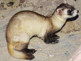 Фото Black-footed ferret