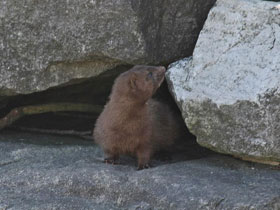 Фото American mink