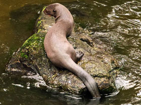 Фото Giant otter