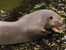 Фото Giant otter