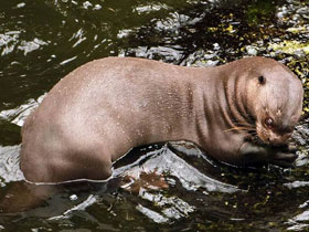 Фото Giant otter