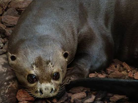 Фото Giant otter