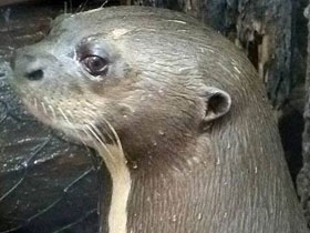 Фото Giant otter