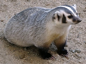 Фото American badger