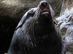 Фото Brown fur seal